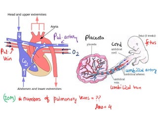 cardiovascular system.pdf with example and understanding | PDF