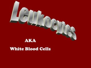 AKA
White Blood Cells
 