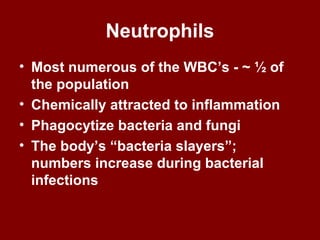 Neutrophils
• Most numerous of the WBC’s - ~ ½ of
the population
• Chemically attracted to inflammation
• Phagocytize bacteria and fungi
• The body’s “bacteria slayers”;
numbers increase during bacterial
infections
 