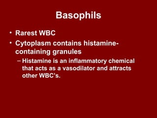 Basophils
• Rarest WBC
• Cytoplasm contains histamine-
containing granules
– Histamine is an inflammatory chemical
that acts as a vasodilator and attracts
other WBC’s.
 