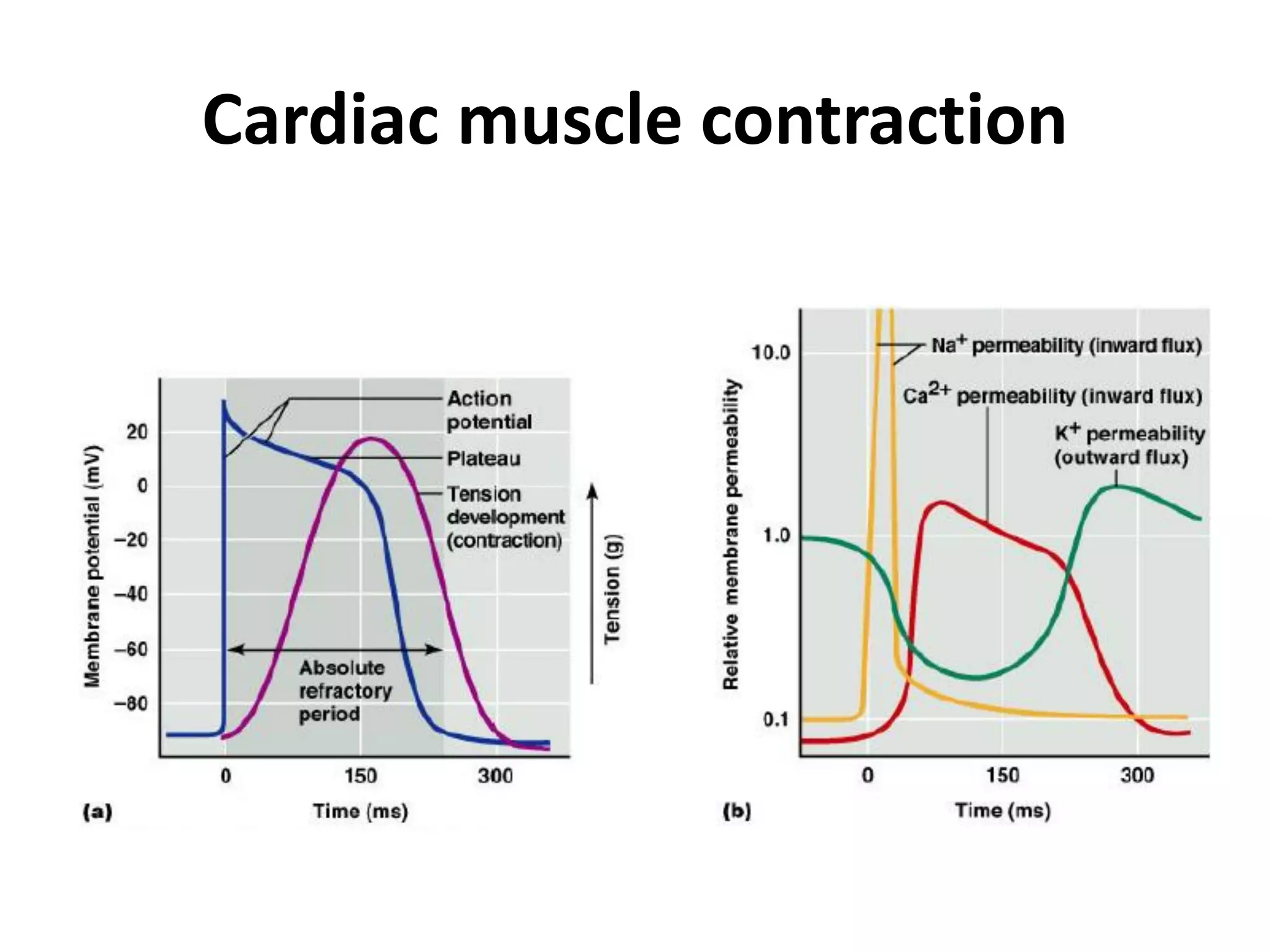 Cardiac muscle contraction
 
