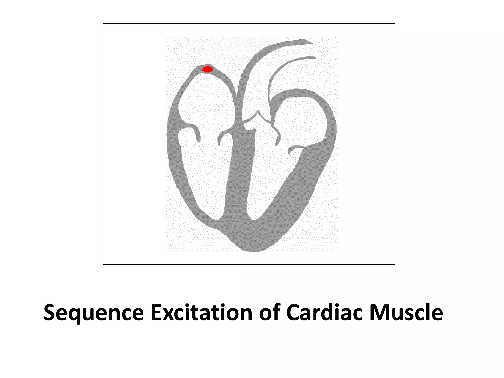 Sequence Excitation of Cardiac Muscle
 