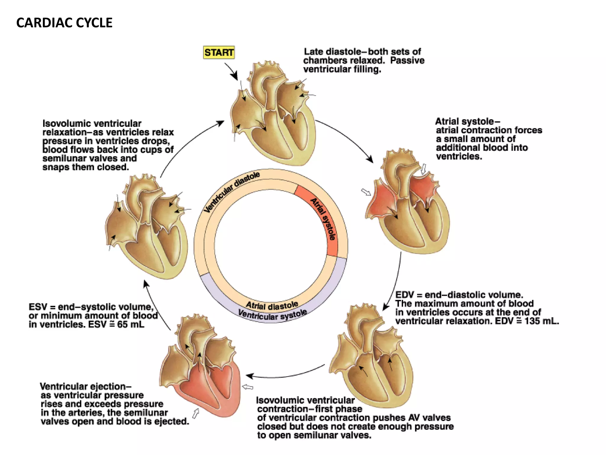 CARDIAC CYCLE
 