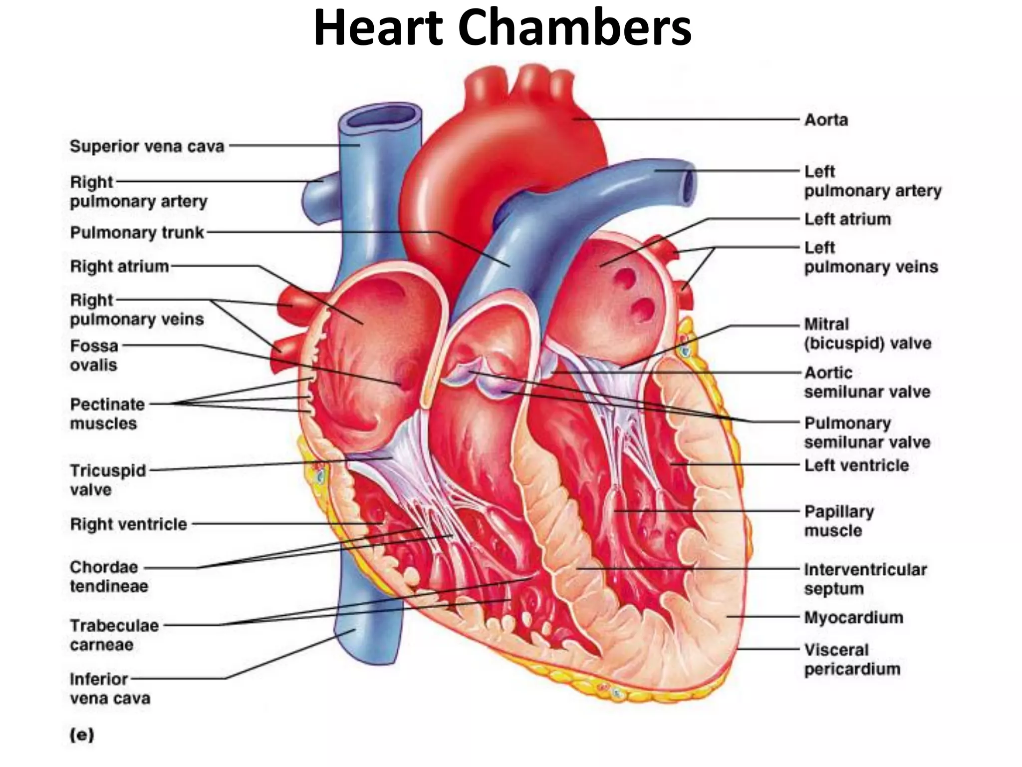 Heart Chambers
 