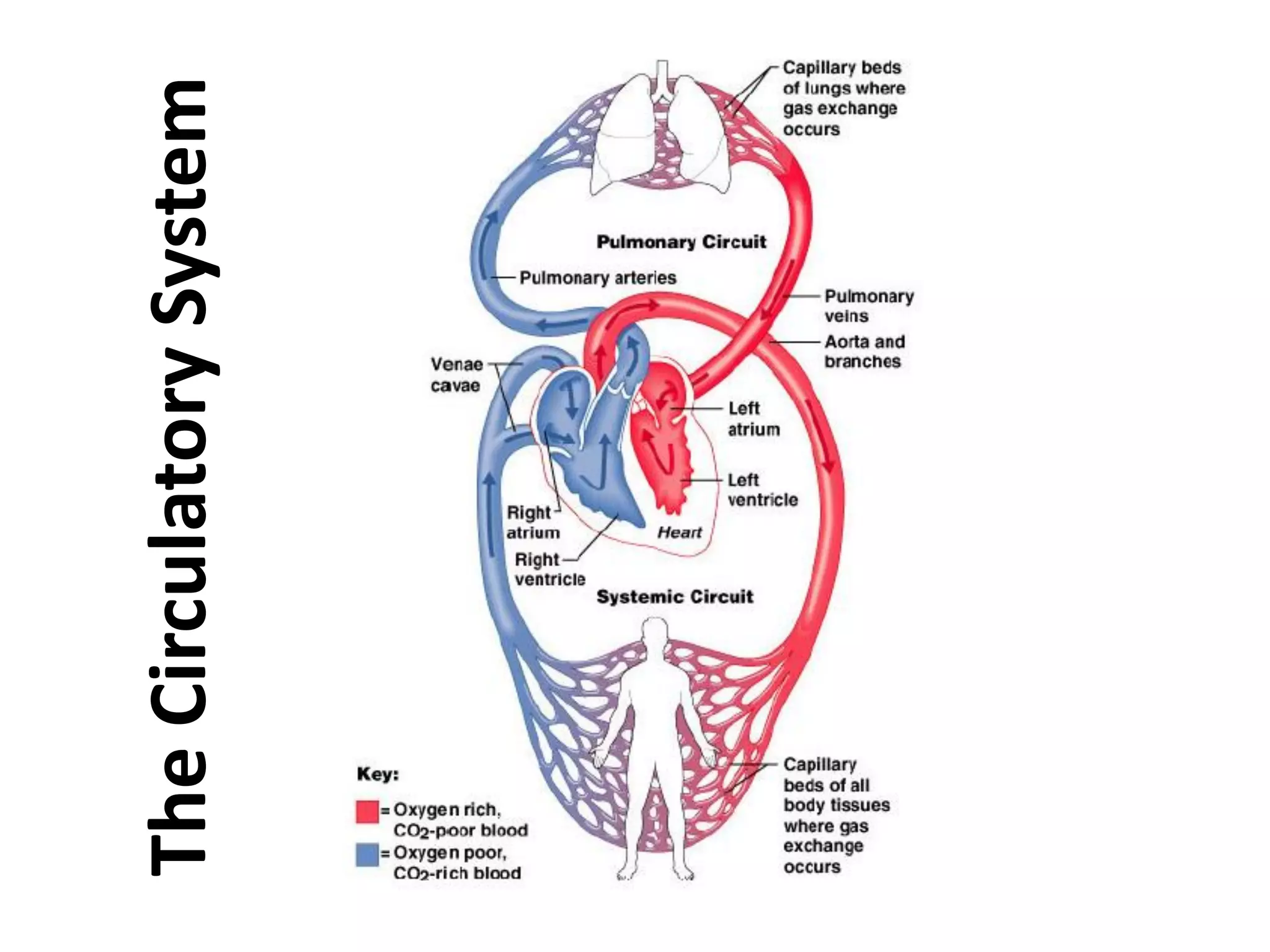 The
Circulatory
System
 