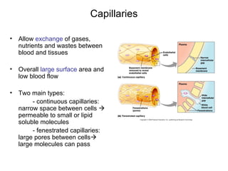 Capillaries

•   Allow exchange of gases,
    nutrients and wastes between
    blood and tissues

•   Overall large surface area and
    low blood flow

•   Two main types:
         - continuous capillaries:
    narrow space between cells 
    permeable to small or lipid
    soluble molecules
         - fenestrated capillaries:
    large pores between cells
    large molecules can pass
 