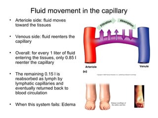 Fluid movement in the capillary
•   Arteriole side: fluid moves
    toward the tissues

•   Venous side: fluid reenters the
    capillary

•   Overall: for every 1 liter of fluid
    entering the tissues, only 0.85 l
    reenter the capillary

•   The remaining 0.15 l is
    reabsorbed as lymph by
    lymphatic capillaries and
    eventually returned back to
    blood circulation

•   When this system fails: Edema
 