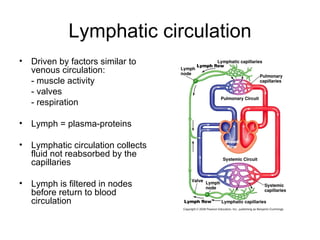 Lymphatic circulation
•   Driven by factors similar to
    venous circulation:
    - muscle activity
    - valves
    - respiration

•   Lymph = plasma-proteins

•   Lymphatic circulation collects
    fluid not reabsorbed by the
    capillaries

•   Lymph is filtered in nodes
    before return to blood
    circulation
 