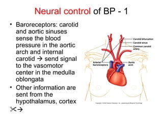 Neural control of BP - 1
• Baroreceptors: carotid
  and aortic sinuses
  sense the blood
  pressure in the aortic
  arch and internal
  carotid  send signal
  to the vasomotor
  center in the medulla
  oblongata
• Other information are
  sent from the
  hypothalamus, cortex

 