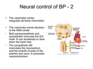 Neural control of BP - 2

•   The vasomotor center
    integrates all these information

•   The vasomotor sends decision
    to the ANS center:
-   Both parasympathetic and
    sympathetic innervate the S/A
    node  can accelerate or slow
    down the heart rate
-   The sympathetic NS
    innervates the myocardium
    and the smooth muscle of the
    arteries and veins  promotes
    vasoconstriction
 