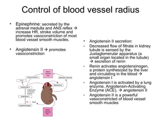 Control of blood vessel radius
•   Epinephrine: secreted by the
    adrenal medulla and ANS reflex 
    increase HR, stroke volume and
    promotes vasoconstriction of most
    blood vessel smooth muscles.        •   Angiotensin II secretion:
                                        -   Decreased flow of filtrate in kidney
•   Angiotensin II  promotes               tubule is sensed by the
    vasoconstriction                        Juxtaglomerular apparatus (a
                                            small organ located in the tubule)
                                             secretion of renin
                                        -   Renin activates angiotensinogen,
                                            a protein synthesized by the liver
                                            and circulating in the blood 
                                            angiotensin I
                                        -   Angiotensin I is activated by a lung
                                            enzyme, Angiotensin-Activating
                                            Enzyme (ACE),  angiotensin II
                                        -   Angiotensin II is a powerful
                                            vasoconstricted of blood vessel
                                            smooth muscles
 