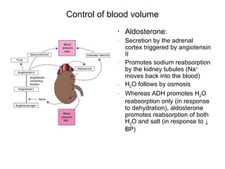 Control of blood volume
            • Aldosterone:
            -   Secretion by the adrenal
                cortex triggered by angiotensin
                II
            -   Promotes sodium reabsorption
                by the kidney tubules (Na+
                moves back into the blood)
            -   H2O follows by osmosis
            -   Whereas ADH promotes H2O
                reabsorption only (in response
                to dehydration), aldosterone
                promotes reabsorption of both
                H2O and salt (in response to ↓
                BP)
 
