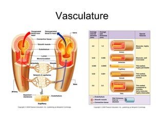 Vasculature
 
