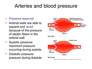 Arteries and blood pressure

• Pressure reservoir
• Arterial walls are able to
  expand and recoil
  because of the pressure
  of elastic fibers in the
  arterial wall
• Systolic pressure:
  maximum pressure
  occurring during systole
• Diastolic pressure:
  pressure during diastole
 