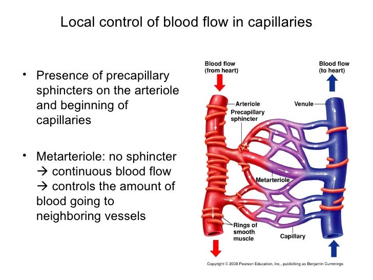 Cardiovascular system flow and pressure