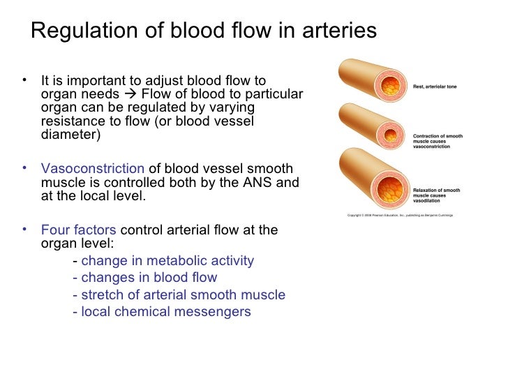 Arter Deadflow Physiology And Pathophysiology Of Arterial Flow – HKVZU