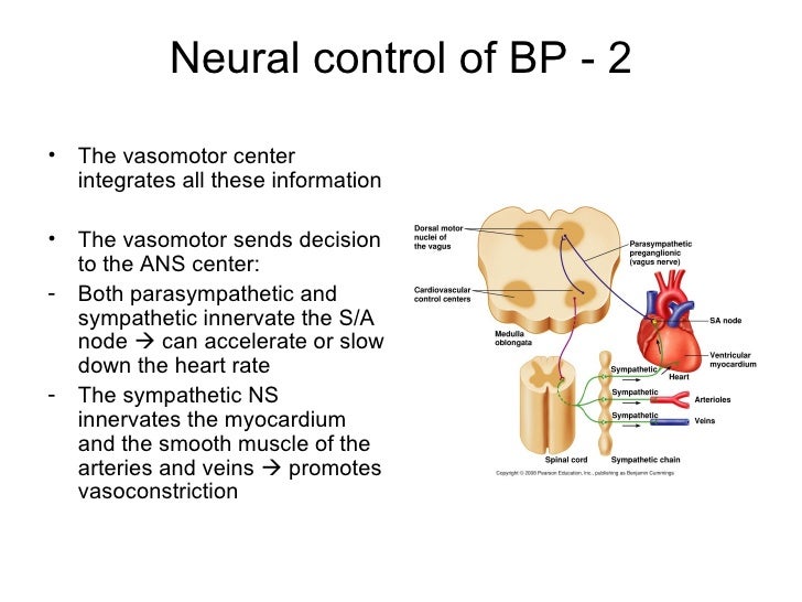 Cardiovascular system flow and pressure