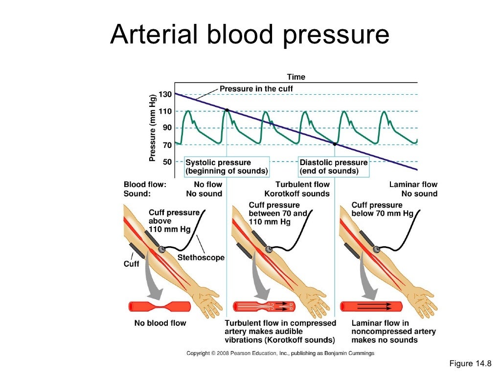 Cardiovascular system flow and pressure