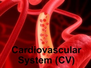 Cardiovascular System (CV) 