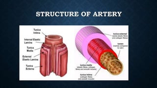 STRUCTURE OF ARTERY
 