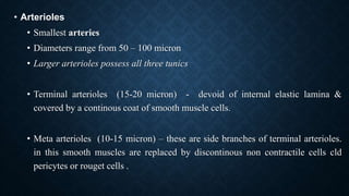 • Arterioles
• Smallest arteries
• Diameters range from 50 – 100 micron
• Larger arterioles possess all three tunics
• Terminal arterioles (15-20 micron) - devoid of internal elastic lamina &
covered by a continous coat of smooth muscle cells.
• Meta arterioles (10-15 micron) – these are side branches of terminal arterioles.
in this smooth muscles are replaced by discontinous non contractile cells cld
pericytes or rouget cells .
 