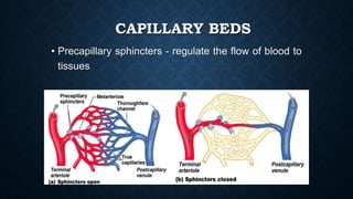CAPILLARY BEDS
• Precapillary sphincters - regulate the flow of blood to
tissues
 
