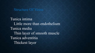 Structure Of Veins
Tunica intima
Little more than endothelium
Tunica media
Thin layer of smooth muscle
Tunica adventitia
Thickest layer
 