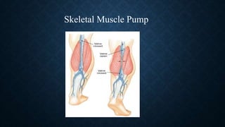 Skeletal Muscle Pump
 