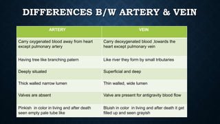 DIFFERENCES B/W ARTERY & VEIN
ARTERY VEIN
Carry oxygenated blood away from heart
except pulmonary artery
Carry deoxygenated blood ,towards the
heart except pulmonary vein
Having tree like branching patern Like river they form by small tributaries
Deeply situated Superficial and deep
Thick walled narrow lumen Thin walled, wide lumen
Valves are absent Valve are present for antigravity blood flow
Pinkish in color in living and after death
seen empty pale tube like
Bluish in color in living and after death it get
filled up and seen grayish
 