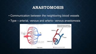 ANASTOMOSIS
• Communication between the neighboring blood vessels
• Type – arterial, venous and arterio- venous anastomosis
 