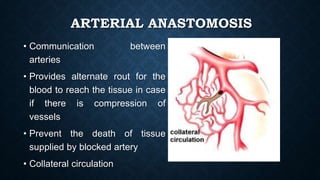 ARTERIAL ANASTOMOSIS
• Communication between
arteries
• Provides alternate rout for the
blood to reach the tissue in case
if there is compression of
vessels
• Prevent the death of tissue
supplied by blocked artery
• Collateral circulation
 