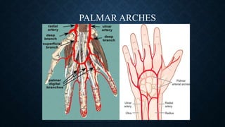 PALMAR ARCHES
 