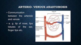 ARTERIO- VENOUS ANASTOMOSIS
• Communication
between the arteriole
and venule
• e. g. tip of nose, lips
lobules of the ear,
finger tips etc.
 