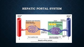 HEPATIC PORTAL SYSTEM
 