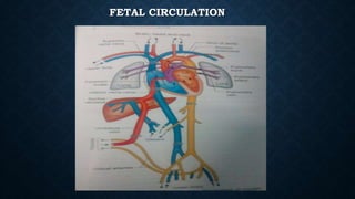 FETAL CIRCULATION
 