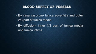 BLOOD SUPPLY OF VESSELS
• By vasa vasorum- tunica adventitia and outer
2/3 part of tunica media
• By diffusion- inner 1/3 part of tunica media
and tunica intima
 