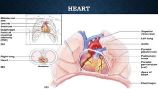 HEART
Chapter 18, Cardiovascular System 7
Figure 18.1
 