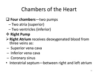 Chambers of the Heart
 Four chambers—two pumps
─ Two atria (superior)
─ Two ventricles (inferior)
 Right Pump
Right Atrium receives deoxygenated blood from
three veins as:
─ Superior vena cava
─ Inferior vena cava
─ Coronary sinus
• Interatrial septum—between right and left atrium
10
 