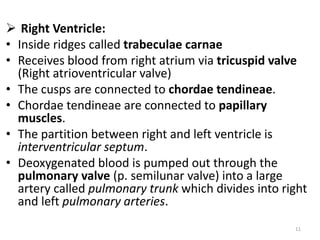  Right Ventricle:
• Inside ridges called trabeculae carnae
• Receives blood from right atrium via tricuspid valve
(Right atrioventricular valve)
• The cusps are connected to chordae tendineae.
• Chordae tendineae are connected to papillary
muscles.
• The partition between right and left ventricle is
interventricular septum.
• Deoxygenated blood is pumped out through the
pulmonary valve (p. semilunar valve) into a large
artery called pulmonary trunk which divides into right
and left pulmonary arteries.
11
 