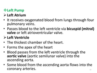 Left Pump
Left Atrium
• It receives oxygenated blood from lungs through four
pulmonary veins.
• Passes blood to the left ventricle via bicuspid (mitral)
valve or left atrioventricular valve.
Left Ventricle
• The thickest chamber of the heart.
• Forms the apex of the heart
• Blood passes from the left ventricle through the
aortic valve (aortic semilunar valve) into the
ascending aorta.
• Some blood from the ascending aorta flows into the
coronary arteries. 13
 