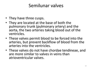 Semilunar valves
• They have three cusps.
• They are located at the base of both the
pulmonary trunk (pulmonary artery) and the
aorta, the two arteries taking blood out of the
ventricles.
• These valves permit blood to be forced into the
arteries, but prevent backflow of blood from the
arteries into the ventricles.
• These valves do not have chordae tendineae, and
are more similar to valves in veins than
atrioventricular valves.
14
 