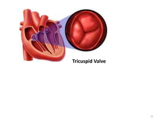 Tricuspid Valve
15
 
