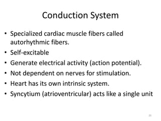 Conduction System
• Specialized cardiac muscle fibers called
autorhythmic fibers.
• Self-excitable
• Generate electrical activity (action potential).
• Not dependent on nerves for stimulation.
• Heart has its own intrinsic system.
• Syncytium (atrioventricular) acts like a single unit
20
 