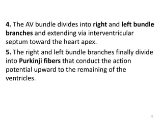 4. The AV bundle divides into right and left bundle
branches and extending via interventricular
septum toward the heart apex.
5. The right and left bundle branches finally divide
into Purkinji fibers that conduct the action
potential upward to the remaining of the
ventricles.
22
 