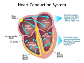 Heart Conduction System
24
 