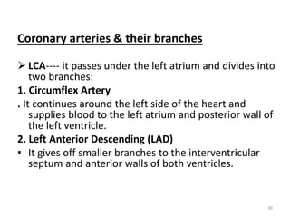 Coronary arteries & their branches
 LCA---- it passes under the left atrium and divides into
two branches:
1. Circumflex Artery
. It continues around the left side of the heart and
supplies blood to the left atrium and posterior wall of
the left ventricle.
2. Left Anterior Descending (LAD)
• It gives off smaller branches to the interventricular
septum and anterior walls of both ventricles.
30
 