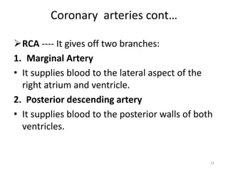 Coronary arteries cont…
RCA ---- It gives off two branches:
1. Marginal Artery
• It supplies blood to the lateral aspect of the
right atrium and ventricle.
2. Posterior descending artery
• It supplies blood to the posterior walls of both
ventricles.
31
 