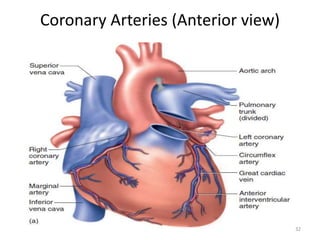 Coronary Arteries (Anterior view)
32
 
