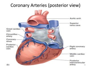 Coronary Arteries (posterior view)
33
 