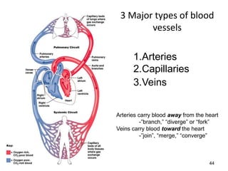 44
3 Major types of blood
vessels
• Body
• RA
• RV
• Lungs
• LA
• LV
• Boby
1.Arteries
2.Capillaries
3.Veins
Arteries carry blood away from the heart
-”branch,” “diverge” or “fork”
Veins carry blood toward the heart
-”join”, “merge,” “converge”
 